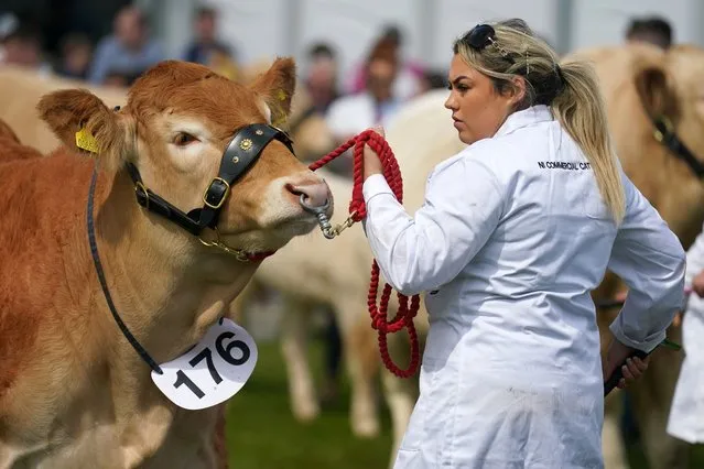 Live stock on show during the Balmoral Agricultural Show in Blamoral Park, Lisburn, United Kingdom on May 12, 2023. (Photo by Brian Lawless/PA Images via Getty Images)