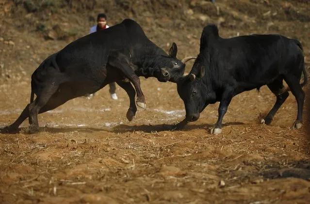 Bulls fight during the Maghesangranti festival at Talukachandani village in Nuwakot district near Kathmandu January 15, 2015. (Photo by Navesh Chitrakar/Reuters)