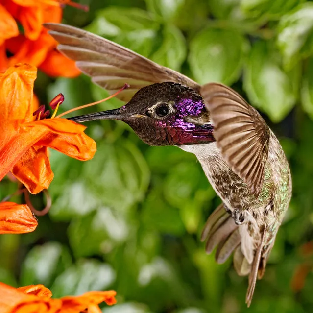“Morning Refreshment”. Costa's Hummingbird on Cape Honeysuckle. Location: Phoenix, Arizona, USA. (Photo and caption by Brent Bristol/National Geographic Traveler Photo Contest)