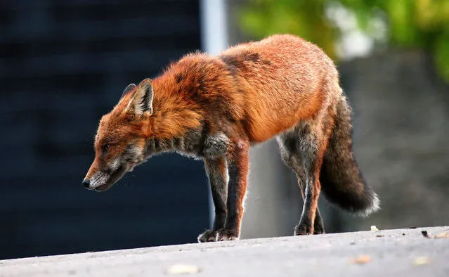 Urban Fox Project by Photographer Ian Wade