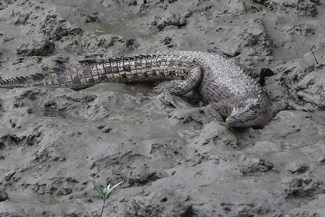 Photo taken on January 17, 2015 shows a crocodile rests on the riverside at the Sunderbans area of the Ganges Delta in West Bengal, India. The Ganges Delta is a river delta in the South Asia region of Bengal, consisting of Bangladesh and the state of West Bengal, India. It is the world's largest delta. (Photo by Zheng Huansong/Xinhua)