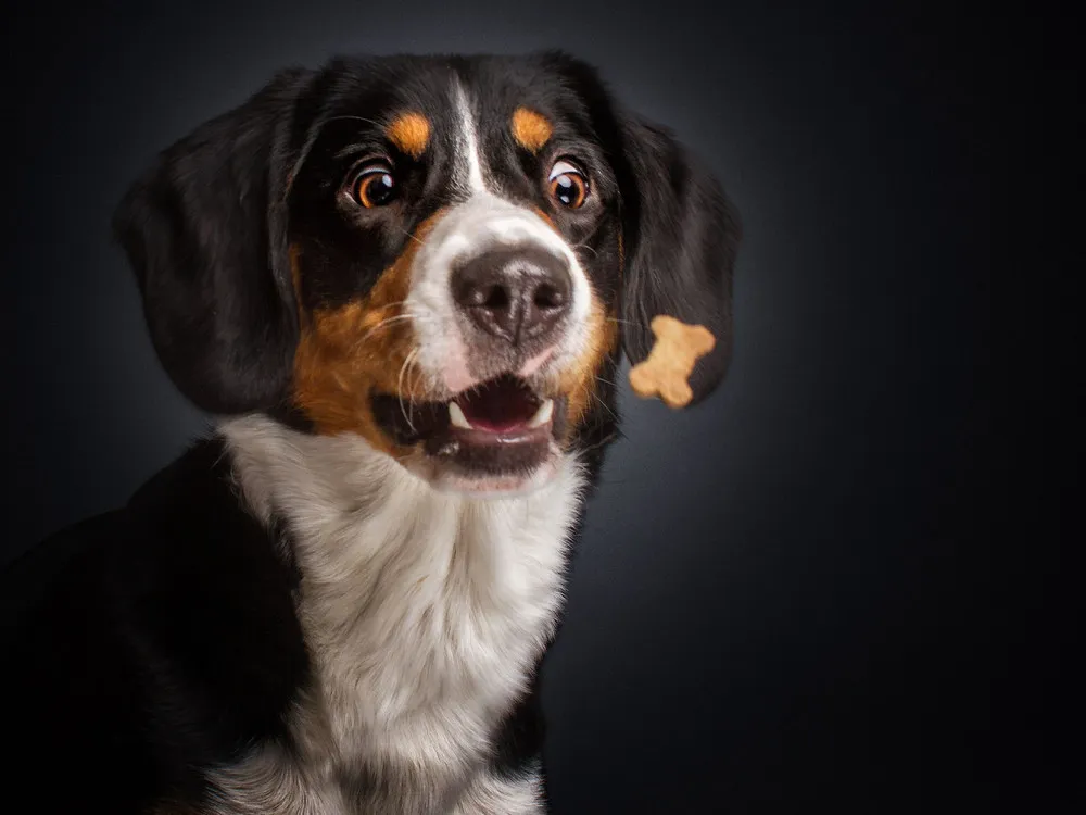 Dogs Catching Food Portraits