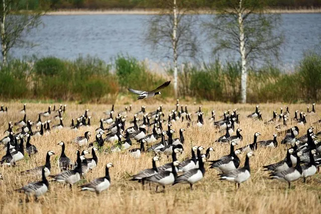 A flock of Barnacle geese fly over a field in Parikkala, Finland on May 16, 2023. With a cacophony of honks resembling the sound of a hailstorm, tens of thousands of hungry geese blanket a lush green field in Finland with their black flocks. “There's probably around 20 to 30 hectares behind me, it is easily eaten in a day”, farmer Kari Pekonen tells AFP. In Finland's eastern Karelia region, home to boreal forests and wetlands, climate change is pushing local farmers into conflict with wildlife. (Photo by Alessandro Rampazzo/AFP Photo)