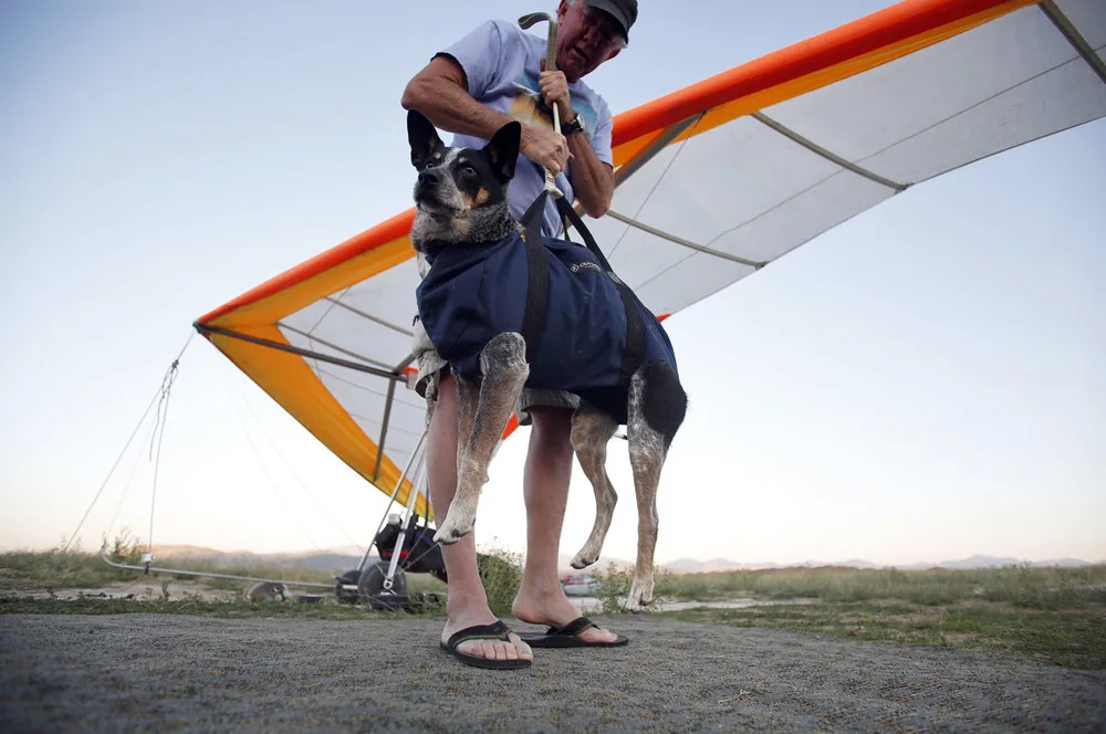 Flying With Man’s Best Friend