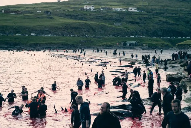 This handout picture released by Environmental NGO Sea Shepherd UK shows people hunting dolphins in Leynar on June 14, 2023. The Faroe Islands has killed more than 500 dolphins since its controversial hunt resumed in May, local authorities in Denmark's autonomous territory in the north Atlantic said. (Photo by SEA SHEPHERD UK/Handout via AFP Photo)
