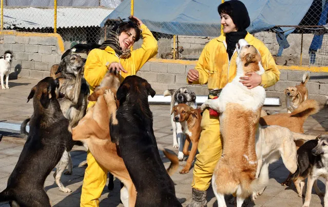 Volunteers play with dogs at the Vafa Animal Shelter in Hashtgerd, Alborz Province, Iran, 25 December 2015. According to reports more than 700 dogs are cared for at the Vafa Animal Shelter, established through an endowment in 2004, receiving no Government funding and relying on volunteers, and is the country's only licensed animal refuge. (Photo by Abedin Taherkenareh/EPA)