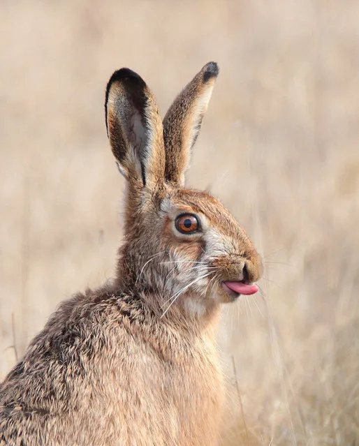 Category winner, open competition, natural world and wildlife. Little Kiss, an amusing picture of a hare looking out into the field with its tongue sticking out. (Photo by Cristo Pihlamäe/Sony World Photography Awards)