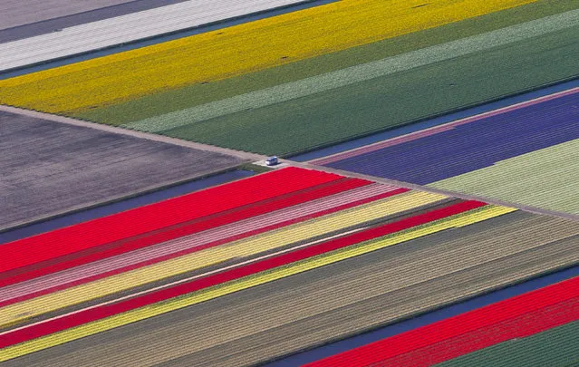 An aerial view of flower fields is seen near the Keukenhof park, also known as the Garden of Europe, in Lisse, The Netherlands April 15, 2015. Keukenhof, employing some 30 gardeners, is considered to be the world's largest flower garden displaying millions of flowers every year. (Photo by Yves Herman/Reuters)