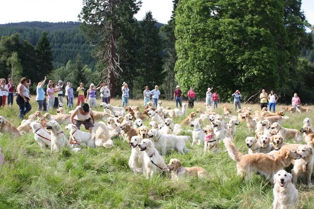 222 Golden Retrievers Frolic In A Field In Scotland