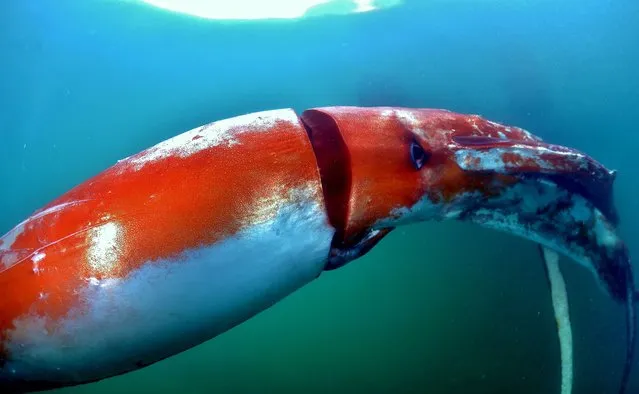 This handout picture taken by Akinobu Kimura on December 24, 2015 and released from Diving shop Kaiyu on December 30, 2015 shows a giant squid being observed at the Toyama bay in Toyama prefecture, northern Japan. A giant squid has wandered into a port in northwestern Japan, providing a rare opportunity for researchers to take images of the mysterious creature which lives in the oceanic depths. The massive invertebrate, measuring four metres (13.2 feet) in length, was spotted by fishermen on December 24. (Photo by Akinobu Kimura/AFP Photo)