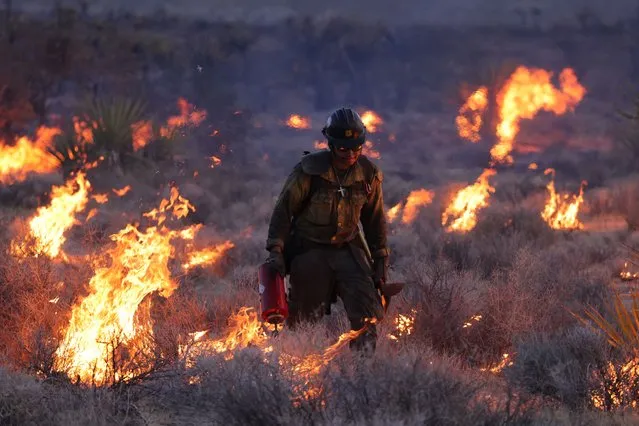 Crane Valley Hotshots set a back fire as the York fire burns in the Mojave National Preserve on July 30, 2023. The York Fire has burned over 70,000 acres, including Joshua trees and yucca in the Mojave National Preserve, and has crossed the state line from California into Nevada. (Photo by David Swanson/AFP Photo)