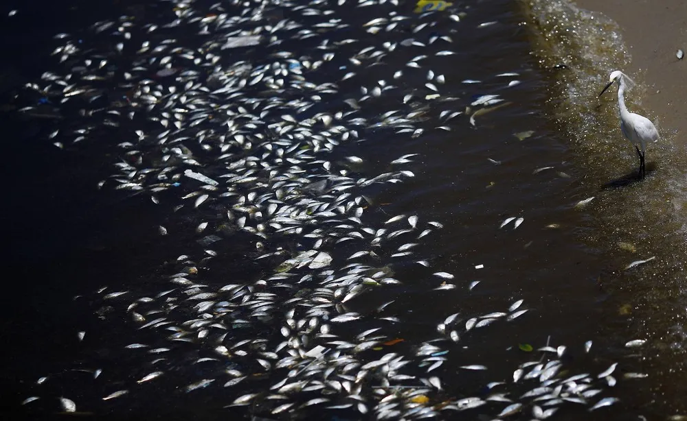 Dead Fish in Rio Olympic Bay