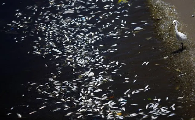 A bird walks next to dead fish on the banks of the Guanabara Bay in Rio de Janeiro February 24, 2015. (Photo by Ricardo Moraes/Reuters)