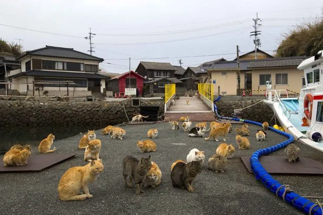 A clowder of cats crowd the wharf on Aoshima Island in Ehime prefecture in southern Japan February 25, 2015.  An army of cats rules the remote island in southern Japan, curling up in abandoned houses or strutting about in a fishing village that is overrun with felines outnumbering humans six to one. Picture taken February 25, 2015. REUTERS/Thomas Peter 