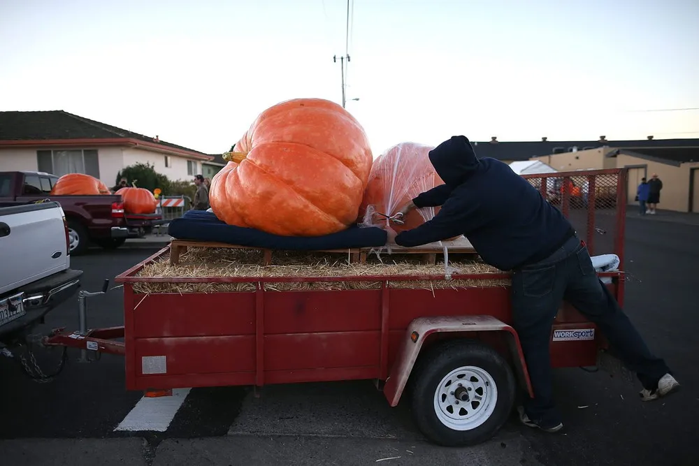 The 40th Annual Safeway World Championship Pumpkin Weigh-Off
