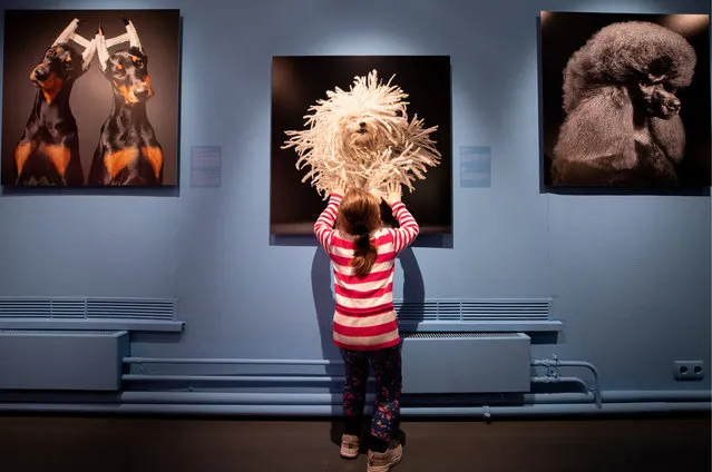 A girl attends Unnatural Selection, an exhibition of works by British photographer Tim Flach specializing in photography of animals, at the Lumiere Brothers Gallery in Moscow, Russia on October 18, 2018. (Photo by Sergei Bobylev/TASS)