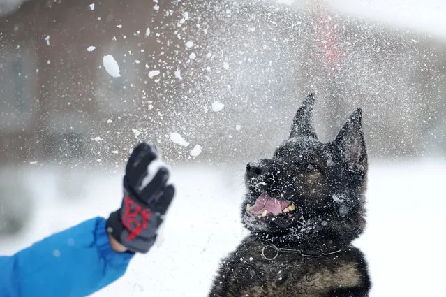 Vanderburgh County Sheriff K-9, Bosko, tries to catch a snowball thrown by Levi Thomas, 10, as he plays in the snow before his work shift with his partner, sheriff's deputy, Bryan Bishop, in Evansville, Ind., on Friday, January 22, 2016. Bishop says Bosko is almost worse than his children with it snows, he immediately wants to go out and play. Bishop and Bosko were headed to work second shift later in the evening. (Photo by Erin McCracken/Courier & Press via AP Photo)