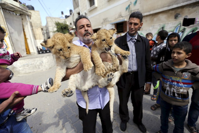 Palestinian refugee Saad Eldeen Al-Jamal sits with his African two lion cubs outside his house at Al-Shabora refugee camp in Rafah in the southern Gaza Strip March 19, 2015. (Photo by Ibraheem Abu Mustafa/Reuters)