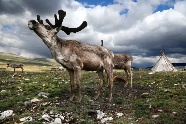 Reindeer cannot handle heat well so they must be pastured in high plains during summer. (Photo by Pascal Mannaerts/Rex Feature/Shutterstock)