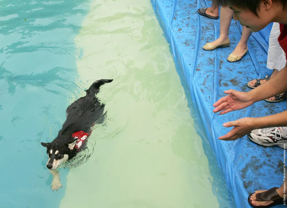 Pet Dog Swimming Contest Held In Chengdu