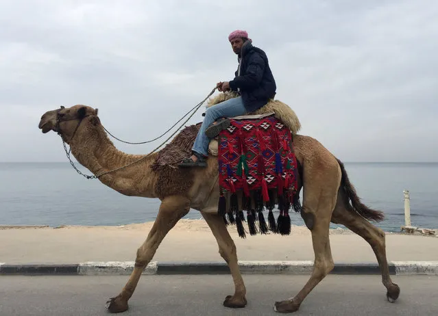 A Palestinian man rides a camel along the beach of Gaza City November 29, 2016. (Photo by Suhaib Salem/Reuters)