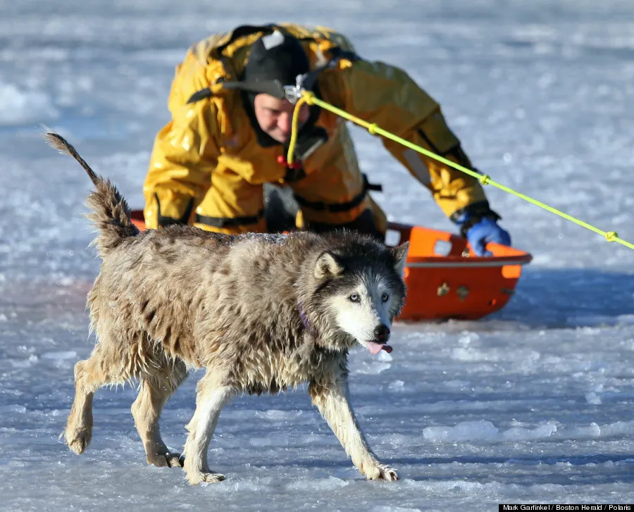 Boston Firefighter Saves Dog From Icy Harbor