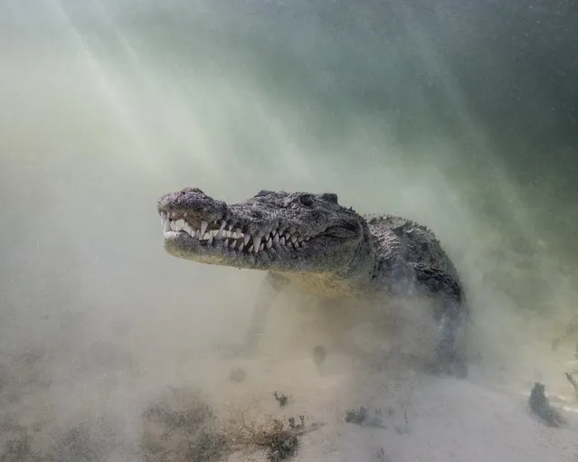2nd Place, Portrait. “Croc in the Mist”, American Crocodile in Banco Chinchorro, Mexico. (Photo by Christina Barringer/The Ocean Art 2018 Underwater Photography Competition)