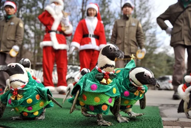 Penguins dressed in costumes are paraded at an amusement park for a promotional event ahead of Christmas in Yongin, south of Seoul, on December 18, 2013. (Photo by Woohae Cho/AFP Photo)