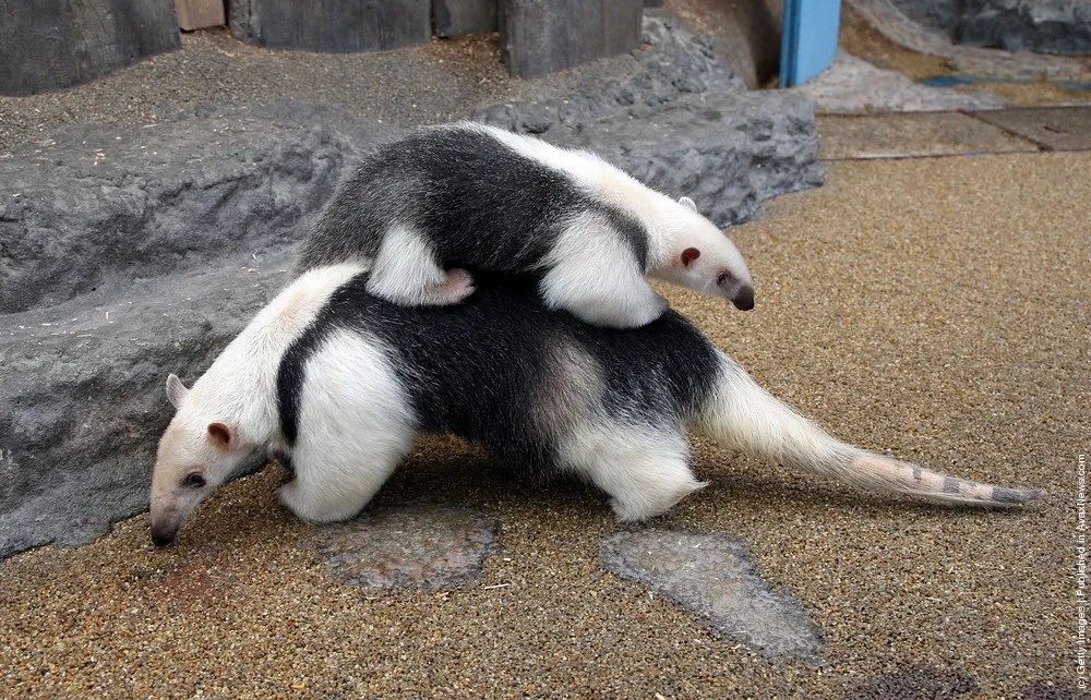 Southern Tamandua Brings Up Her Baby