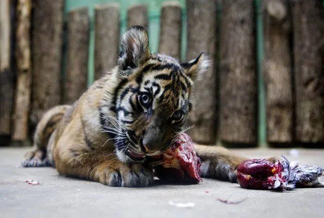 “Hany”, a five-month old baby Sumatran tiger, eats meat at the Prague Zoo on December 19, 2013 in Prague, Czech Republic. Sumatran tigers are a critically endangered species with what is now thought to be fewer than 400 in existence. (Photo by Matej Divizna/Getty Images)