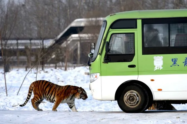 This picture taken on January 6, 2014 shows a Siberian tiger walking by a visitors' bus at the Siberian Tiger Park in Harbin, northeast China's Heilongjiang province. The Siberian Tiger Park was built in 1996, located on the north bank of the Songhua River and occupying an area of 1,440,000 square meters (355.8 acres), is the largest natural park for wild Siberian tigers in the world. (Photo by Goh Chai Hin/AFP Photo)
