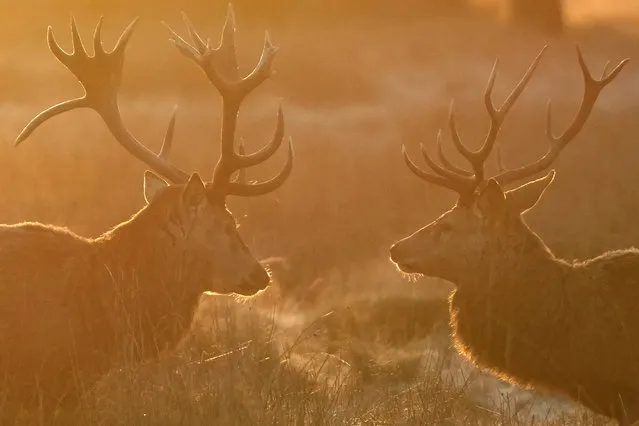 Red Deer in Bushy Park just after sunrise on a frosty morning in London, Thursday, January 11, 2024. Bushy Park on the outskirts of London is home to over 320 red and fallow deer. (Photo by Alastair Grant/AP Photo)
