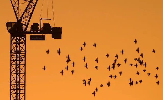A flock of birds fly in front of a construction crane at dusk in London, Britain, January 5, 2017. (Photo by Toby Melville/Reuters)