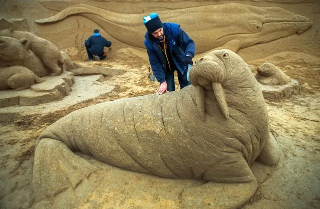 Wiaczeslaw Borecki from Poland is working on a walrus at the sand sculpture show in Binz on Ruegen island, Germany, Wednesday, March 9, 2016. With the motto “Fascination Nature”, 50 sand artists create sand sculptures that lead to the five continents of planet Earth. (Photo by Jens Buettner/DPA via AP Photo)