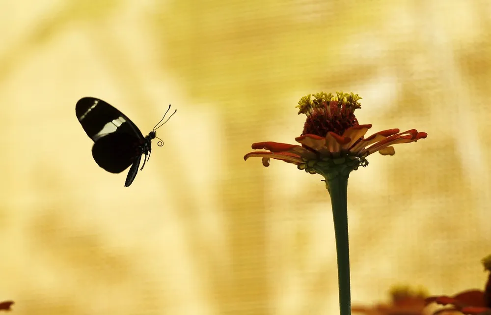 Butterflies as Works of Art