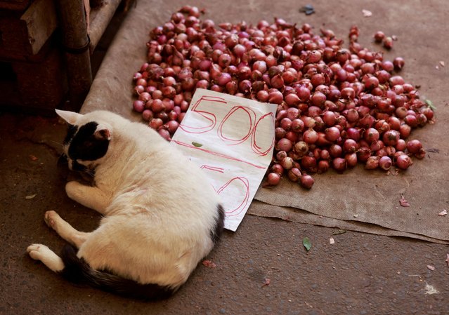 A cat sleeps next to red onions with a price board at a stall at a main market, on the day President Ranil Wickremesinghe, who is also the island nation's finance minister, presents the annual budget in Colombo, Sri Lanka on November 13, 2023. (Photo by Dinuka Liyanawatte/Reuters)