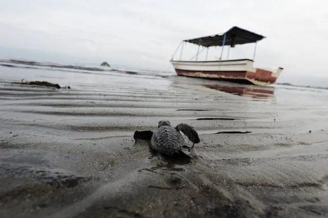 This photograph taken on March 15, 2016 shows a baby turtle heading to the sea after being released at Ujong Pancu beach of Aceh Besar, in Aceh province, as local environmental activists voluntarily bred them to keep the turtle habitat due to egg poaching. (Photo by Chaideer Mahyuddin/AFP Photo)