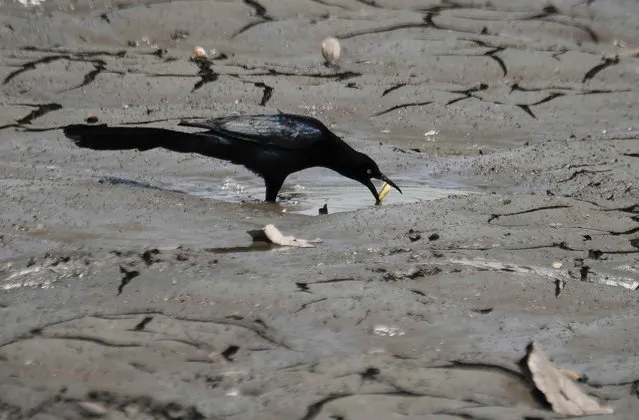 A quiscalus dips food in one of the few puddles of water in part of La Sabana Metropolitan Park lagoon, which has been affected by the droughts produced by El Niño, in San Jose, Costa Rica, 03 April 2019. Latin America said it would commit to protecting water sources and boost investments to comply with the UN Sustainable Development Goal (ODS) on water and sanitation, after the V Latin American Conference on Water and Sanitation (LATINOSAN), which ended on Wednesday in Costa Rica. (Photo by Jeffrey Arguedas/EPA/EFE)