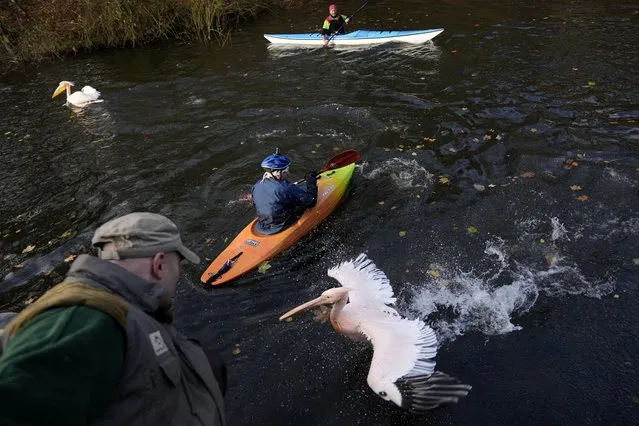 Zoo curators try to catch pelicans in order to move them into their winter enclosure at the zoo in Liberec, Czech Republic, Tuesday, November 16, 2021. (Photo by Petr David Josek/AP Photo)