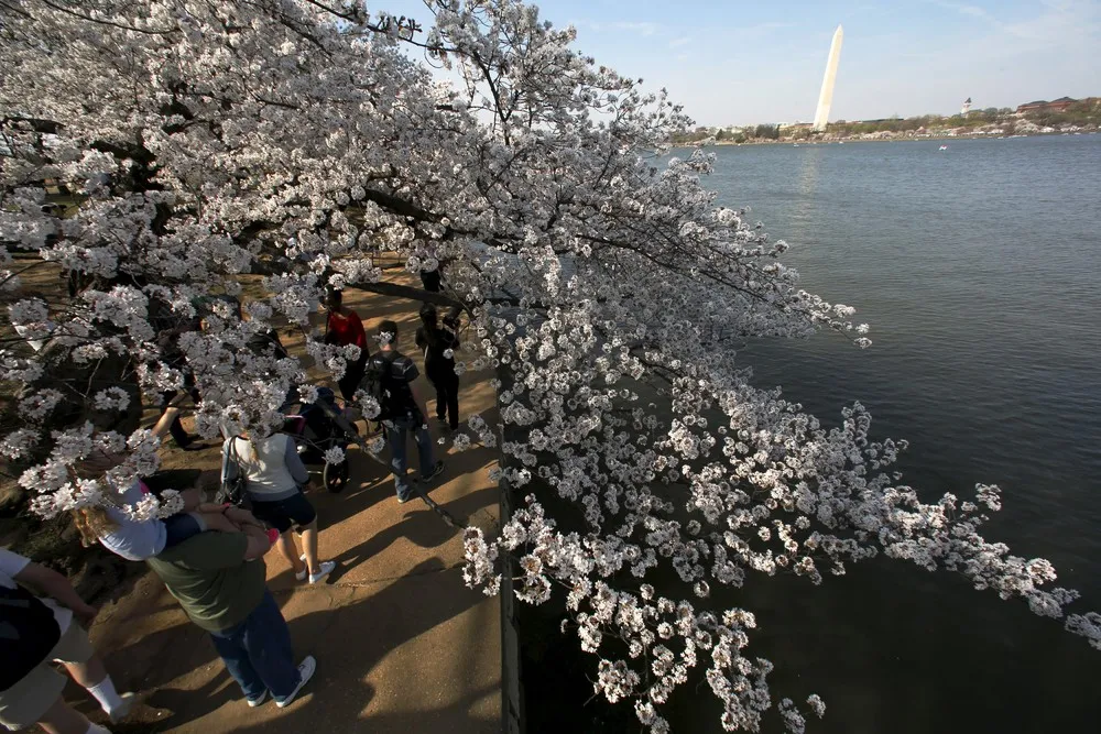 Cherry Blossoms in Washington