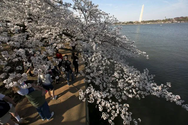 Visitors walk along the Tidal Basin to look at the cherry blossoms in Washington March 24, 2016 (Photo by Jonathan Ernst/Reuters)