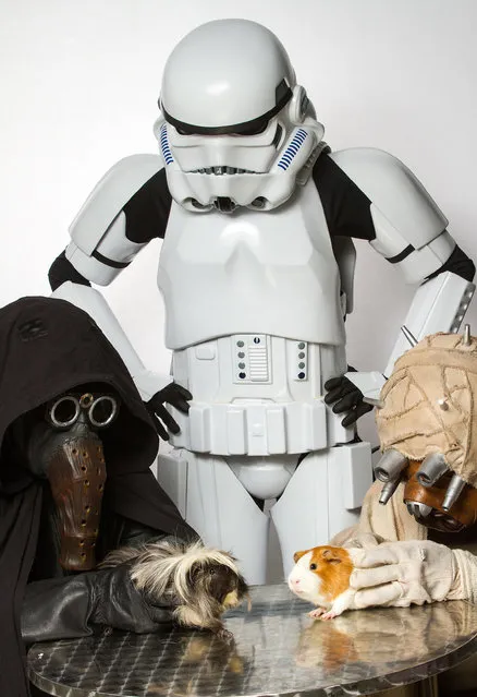 A humane society have drafted in Star Wars characters to help find adoptable animals new homes. The Ottawa Humane Society in Ontario, Canada, used the recognisable cosplay figures to adorably interact with the likes of dogs, cats and guinea pigs. Photographed by Rohit Saxena, the series featured a stormtrooper, a Tusken Raider and Garindan. (Photo by Rohit Saxena/Caters News)