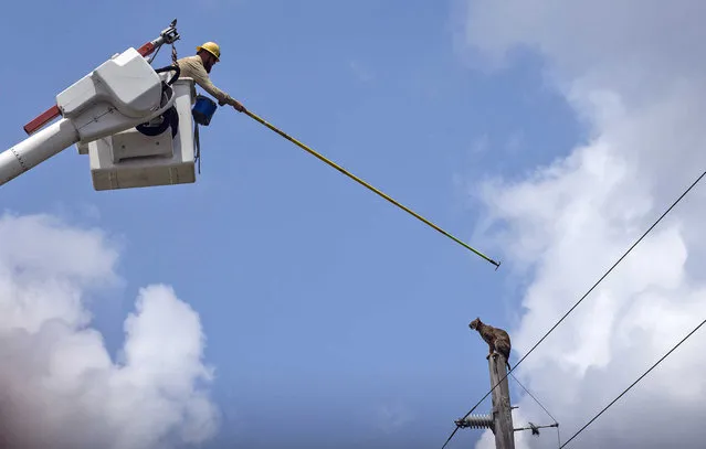 In this Thursday, May 9, 2019 photo, a utility worker attempts to nudge a bobcat to move it down an electrical power pole along Interstate 75 in Collier County near mile marker 78 next to the Florida Panther National Wildlife Refuge in Collier County, Fla. Crews from the Florida Fish and Wildlife commission and the state's Department of Transportation worked together Thursday afternoon to coax the bobcat down. (Photo by Jon Austria/Naples Daily News via AP Photo)