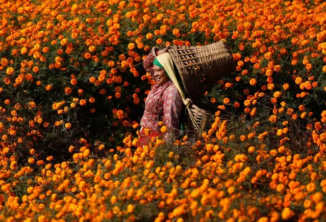 A woman carrying empty baskets walks through the field as she heads to pick marigold flowers, used to make garlands, and offer prayers, before selling them to the market for the Tihar festival, also called Diwali, in Kathmandu, Nepal on November 2, 2021. (Photo by Navesh Chitrakar/Reuters)