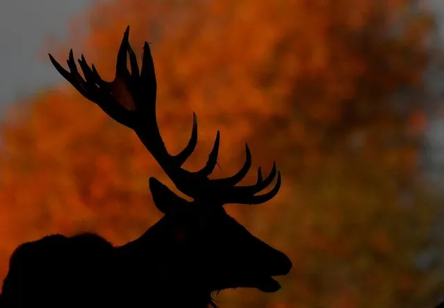 A silhouette of a deer is seen during the rutting season in Richmond Park, London, Britain, November 16, 2021. (Photo by Toby Melville/Reuters)