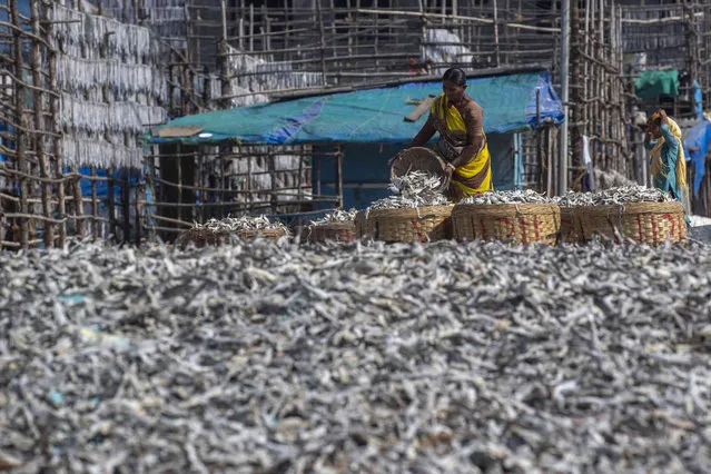 A fisherwomen sorts sun dried fish at a fishing colony in Mumbai, India, Wednesday, December 29, 2021. (Photo by Rafiq Maqbool/AP Photo)