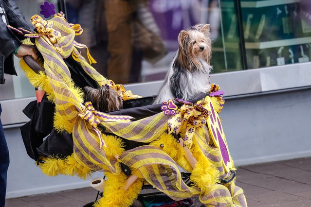 Dogs are carried on a stroller during the 148th Westminster Kennel Club Dog Show at the USTA Billie Jean King National Tennis Center in New York, on May 11, 2024. (Photo by Kena Betancur/Reuters)