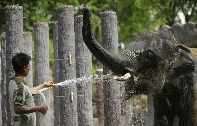 In this Tuesday, April 26, 2016 photo, an elephant opens its mouth while being sprayed water to cool off at Dusit Zoo in Bangkok, Thailand. Authorities are telling people to stay out of the blazing sun to avoid heat stroke. April in Thailand is typically hot and sweaty but his year's scorching weather has set a record for the longest heat wave in at least 65 years. (Photo by Sakchai Lalit/AP Photo)
