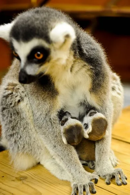Unnamed and recently newborn lemur twins cling to their mum, 19-year-old Roxy, at Wild Place Project in Bristol on  April 23, 2014, where three of the female lemurs in the specially created walk-through enclosure have had babies over the last two weeks. (Photo by Ben Birchall/PA Wire)