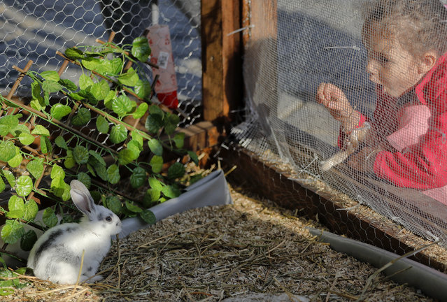 In this Thursday, April 13, 2017, picture a child tries to interact with a rabbit on display at a fair in Bucharest, Romania. (Photo by Vadim Ghirda/AP Photo)